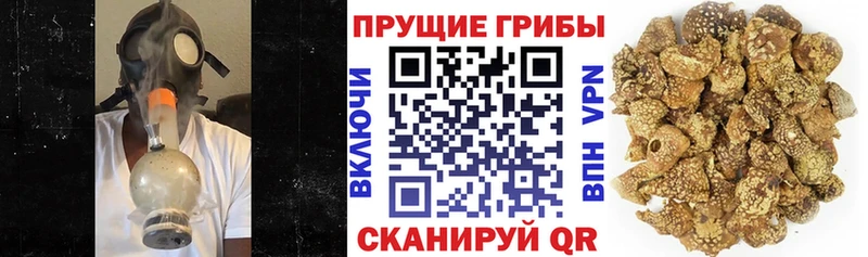 Псилоцибиновые грибы Cubensis  закладка  Туапсе 